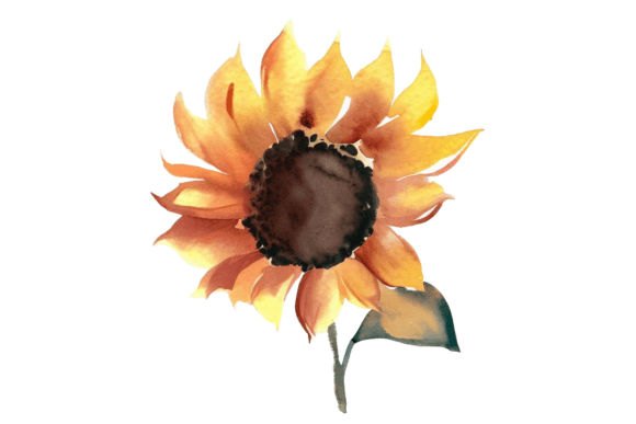 Download Fall Sunflower Watercolor Clipart Vol–9 - Clipart Collection