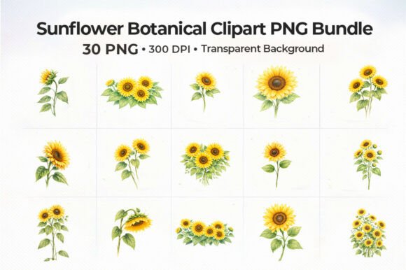 Download 30+sunflower-botanical-clipart-png-bundl - Clipart Collection