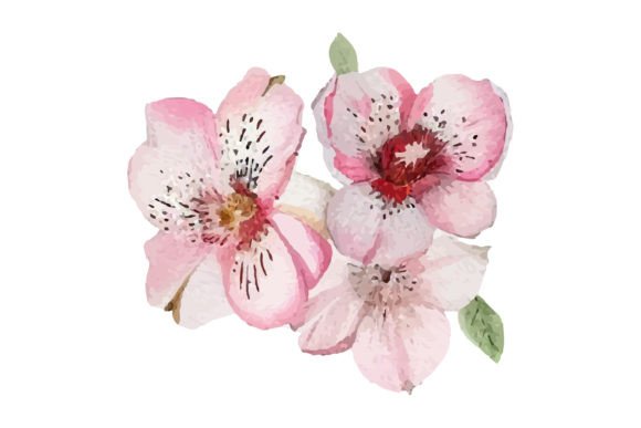 Download Watercolor Illustration of Rose Flower - Watercolor illustration Collection