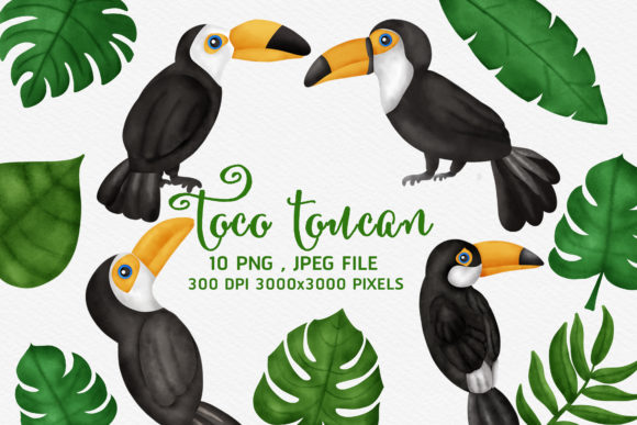 Download Tropical BIrd Cartoon Clipart - Clipart Collection