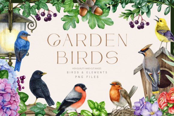 Download Garden Birds Watercolor Illustration Set - Watercolor illustration Collection
